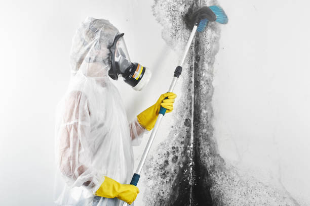 Best Attic Mold Removal  in Tamiami, FL