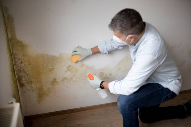 Best Black Mold Removal  in Tamiami, FL